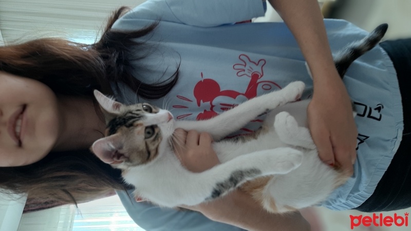 Tekir Kedi, Kedi  Nazlı fotoğrafı
