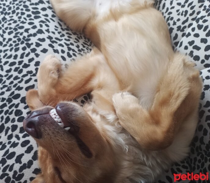 Golden Retriever, Köpek  Frida fotoğrafı