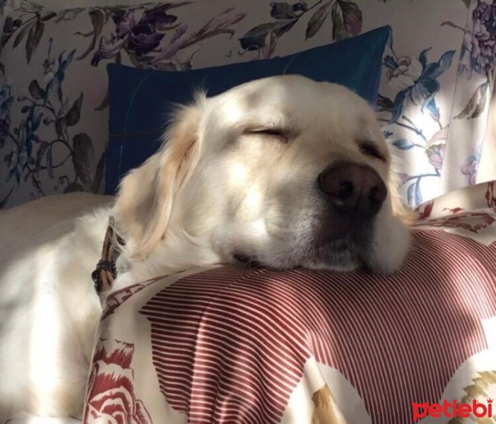 Golden Retriever, Köpek  Alvin Vito fotoğrafı