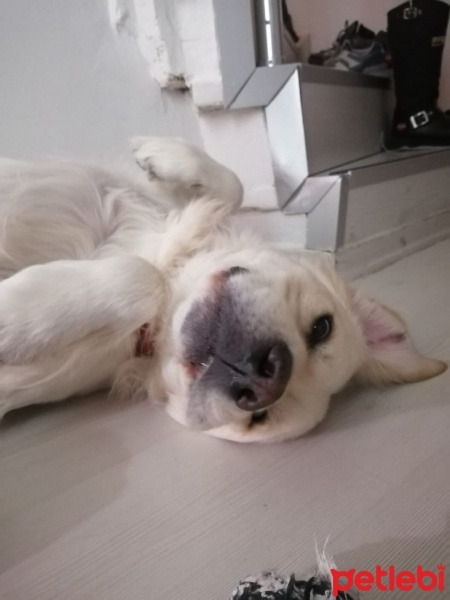 Golden Retriever, Köpek  Alvin Vito fotoğrafı