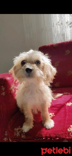 Maltese, Köpek  Tinno fotoğrafı