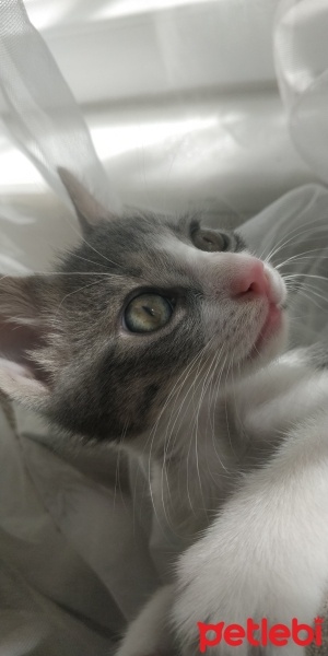 Tekir Kedi, Kedi  Mırmır fotoğrafı