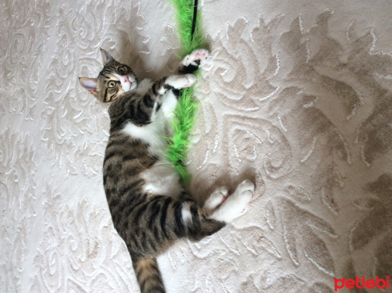 Tekir Kedi, Kedi  hera fotoğrafı