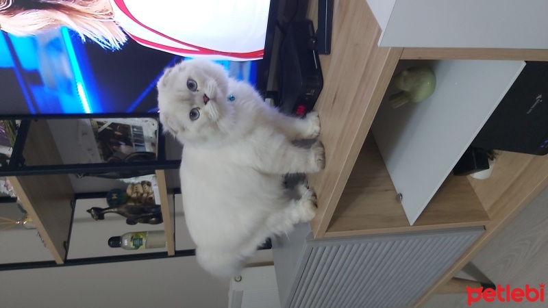 Scottish Fold, Kedi  Pamuk fotoğrafı