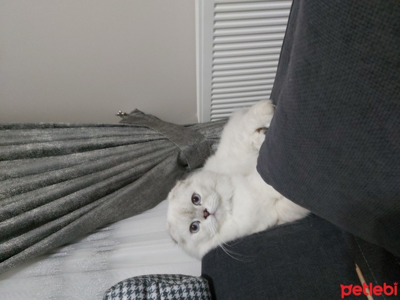 Scottish Fold, Kedi  Pamuk fotoğrafı