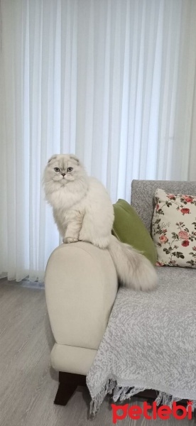 Scottish Fold, Kedi  Pamuk fotoğrafı