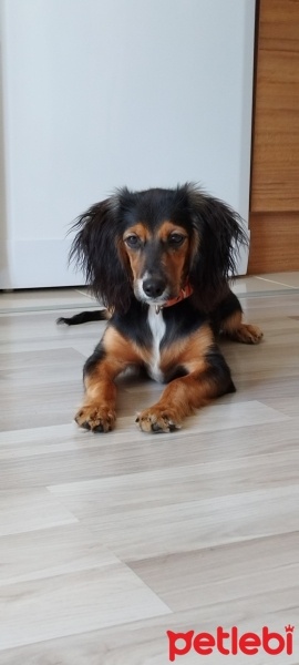 Amerikan Cocker Spaniel, Köpek  simba fotoğrafı