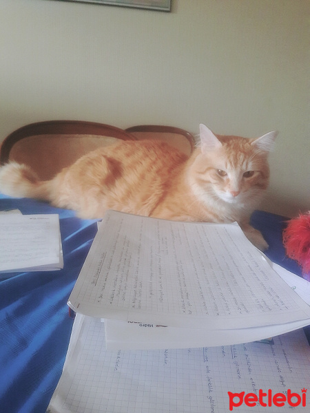 Tekir Kedi, Kedi  Aşkım fotoğrafı