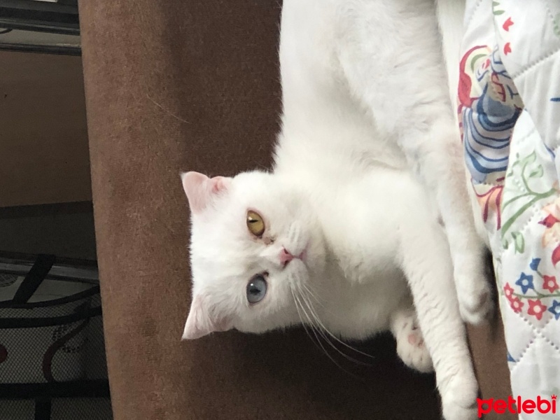 Scottish Fold, Kedi  Luna fotoğrafı