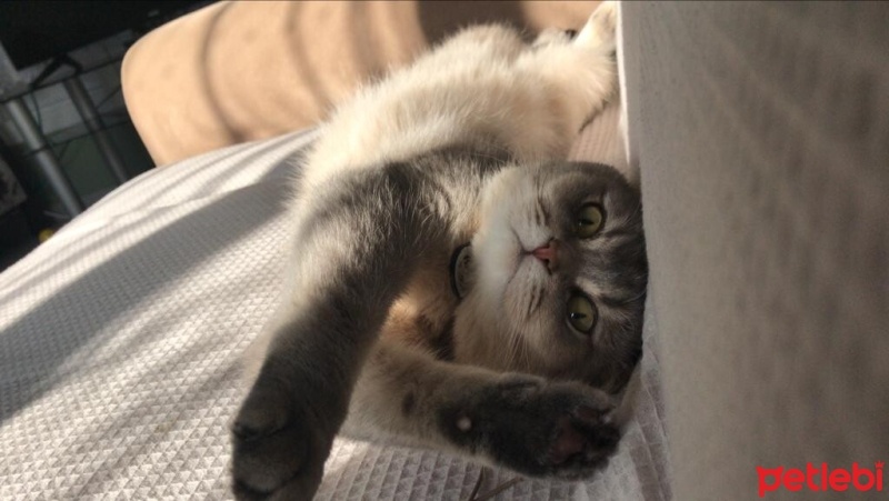 British Shorthair, Kedi  Apollo fotoğrafı