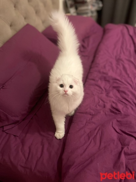 Scottish Fold, Kedi  Sushi fotoğrafı