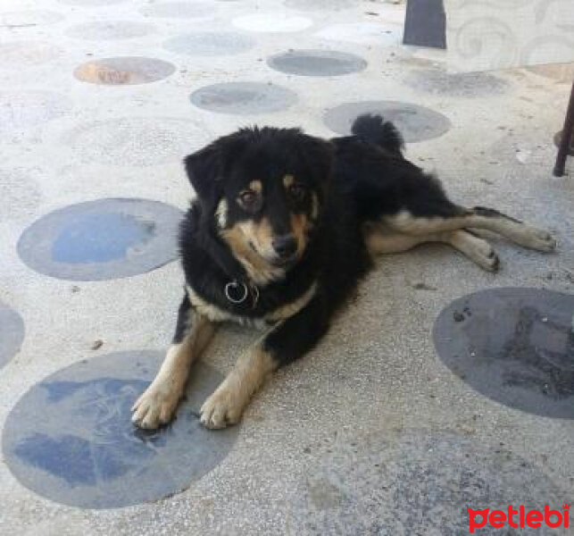 Rottweiler, Köpek  ZEYTİN fotoğrafı