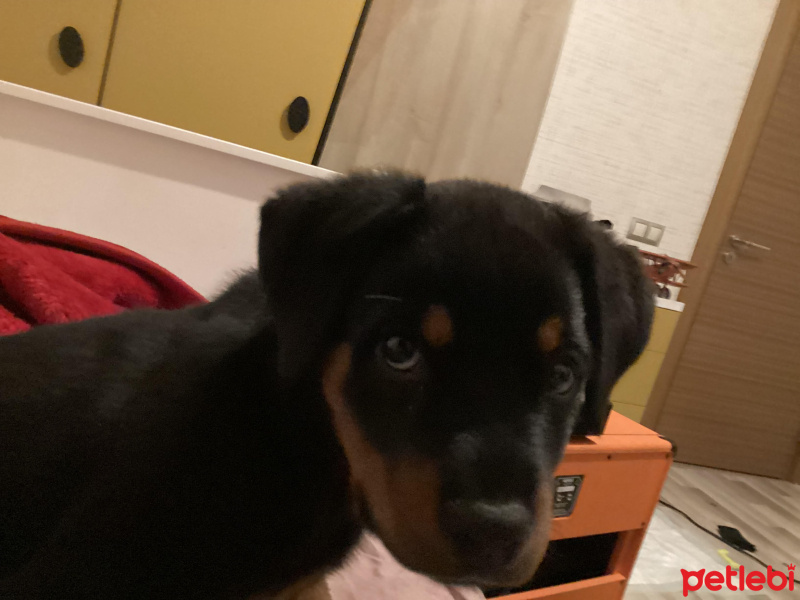 Rottweiler, Köpek  lia fotoğrafı