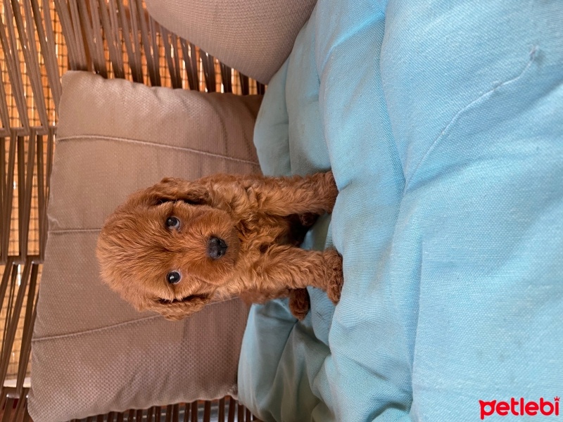 Poodle (Minyatür Kaniş), Köpek  Poodle fotoğrafı