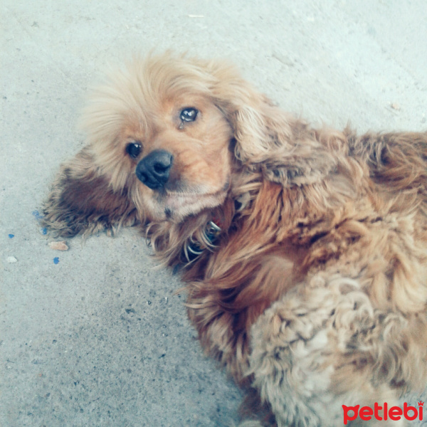 Amerikan Cocker Spaniel, Köpek  Rüzgâr  fotoğrafı