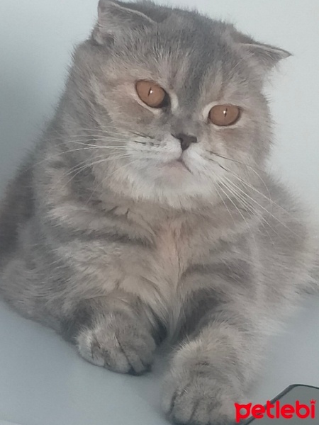 British Shorthair, Kedi  Sushi fotoğrafı