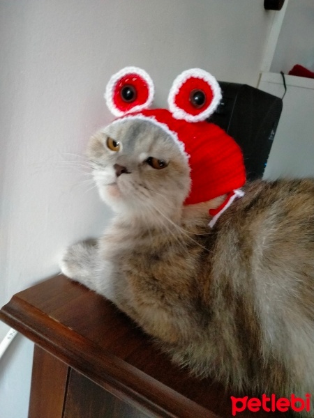 British Shorthair, Kedi  Sushi fotoğrafı