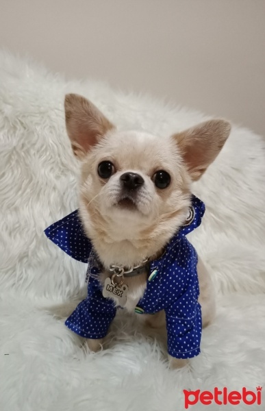 Chihuahua, Köpek  Mex fotoğrafı