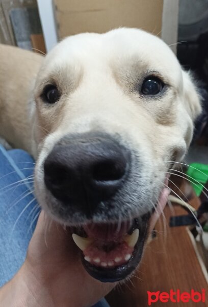 Labrador Retriever, Köpek  Mörfi fotoğrafı