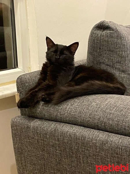 Bombay, Kedi  BİBER fotoğrafı