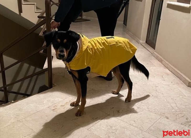 Sokö (Sokak Köpeği), Köpek  YULAF fotoğrafı