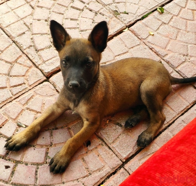 Belçika Malinois, Köpek  Yavru malinn fotoğrafı