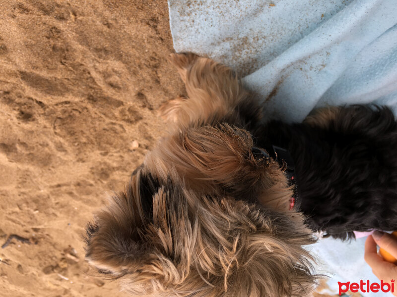 Yorkshire Terrier, Köpek  Boyka fotoğrafı