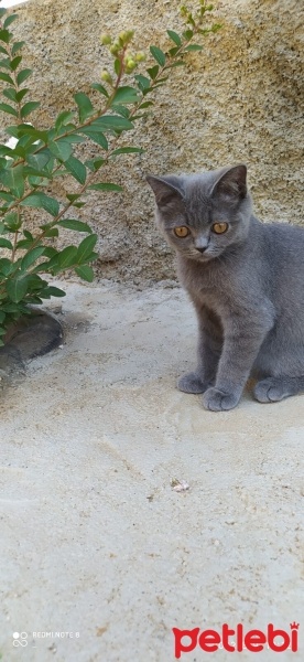 British Shorthair, Kedi  paşa fotoğrafı