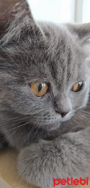 British Shorthair, Kedi  paşa fotoğrafı
