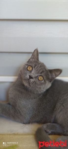 British Shorthair, Kedi  paşa fotoğrafı