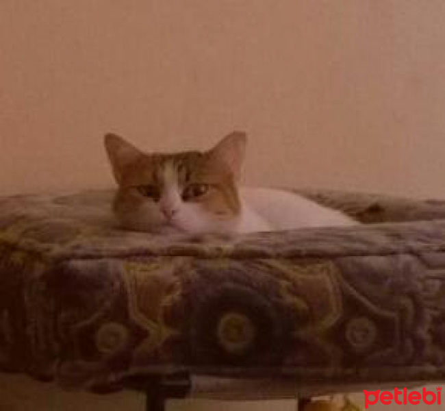 Tekir Kedi, Kedi  müjgan fotoğrafı