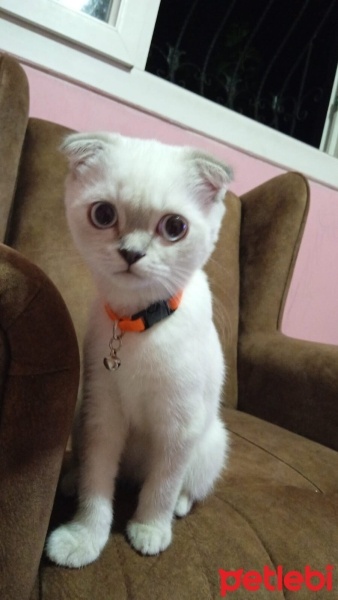 Scottish Fold, Kedi  Scottish fold fotoğrafı