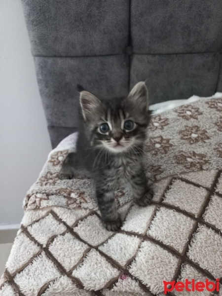 Ankara Kedisi, Kedi  Boncuk fotoğrafı