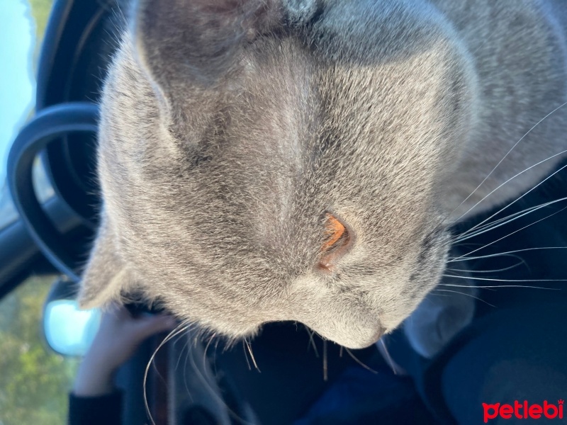 British Shorthair, Kedi  Şans fotoğrafı