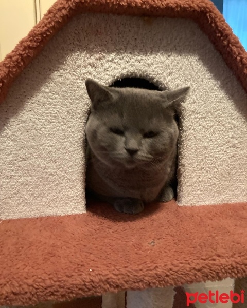 British Shorthair, Kedi  Şans fotoğrafı