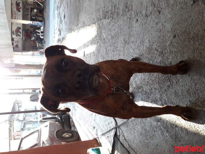 Boxer, Köpek  Efe fotoğrafı