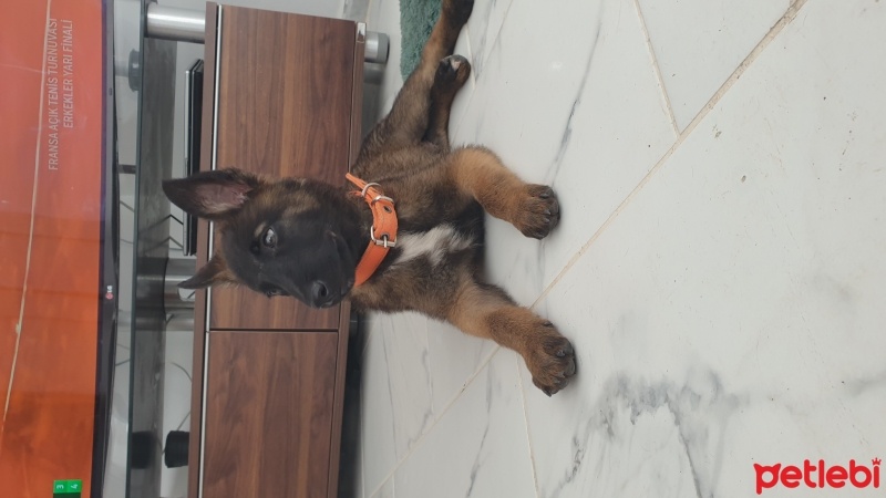 Belçika Malinois, Köpek  Penche fotoğrafı