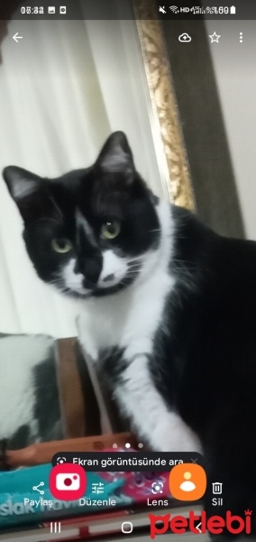 Tuxedo (Smokin) Kedi, Kedi  Frida fotoğrafı