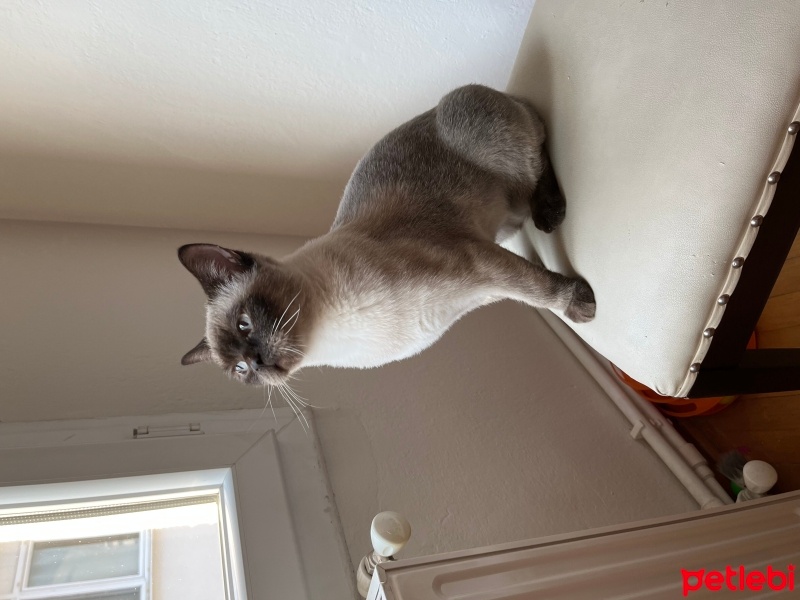 British Shorthair, Kedi  Bıdık fotoğrafı