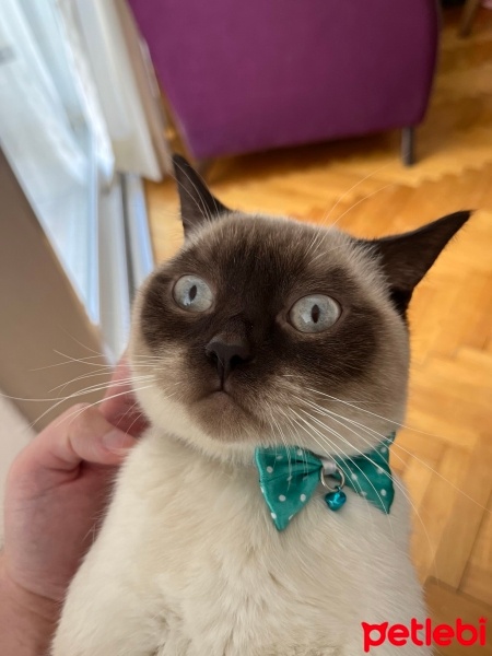 British Shorthair, Kedi  Bıdık fotoğrafı