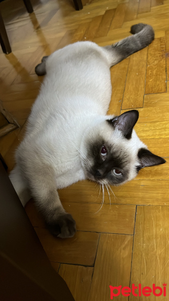 British Shorthair, Kedi  Bıdık fotoğrafı