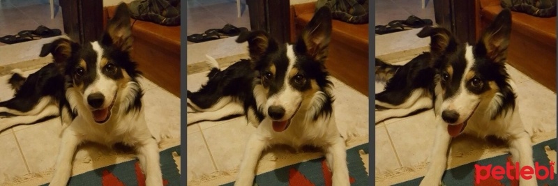 Border Collie, Köpek  Lobo fotoğrafı