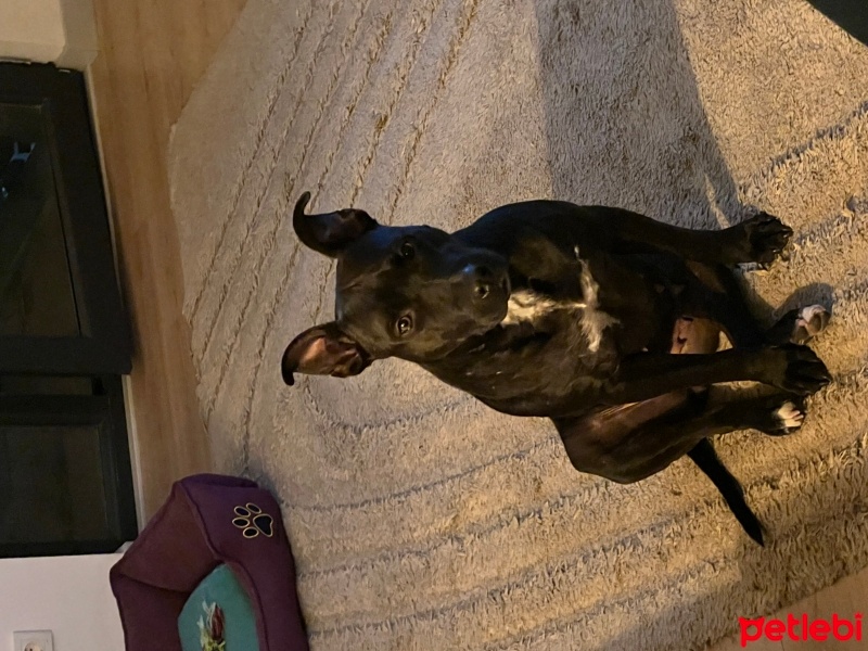 Amerikan Staffordshire Terrier, Köpek  Naomi fotoğrafı