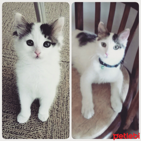 Tekir Kedi, Kedi  Rio fotoğrafı