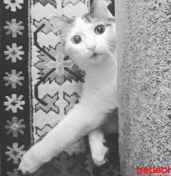 Tekir Kedi, Kedi  Rio fotoğrafı