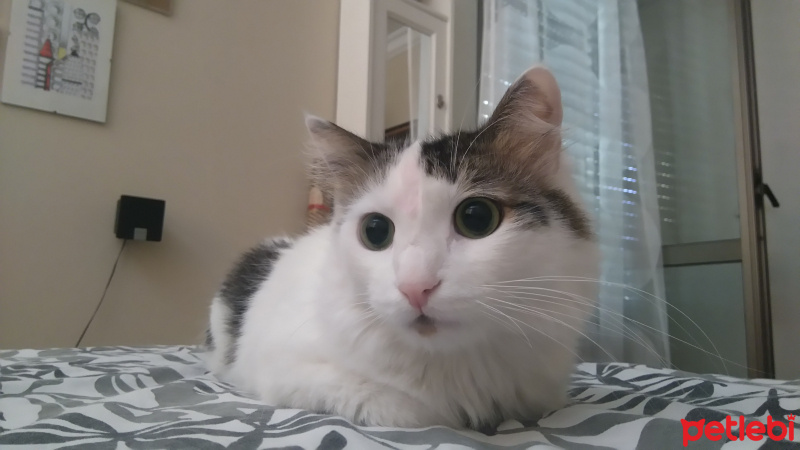 Tekir Kedi, Kedi  Rio fotoğrafı