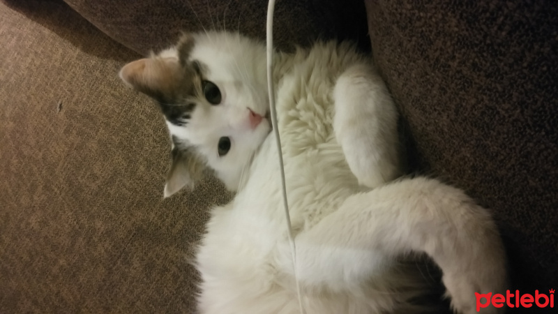 Tekir Kedi, Kedi  Rio fotoğrafı