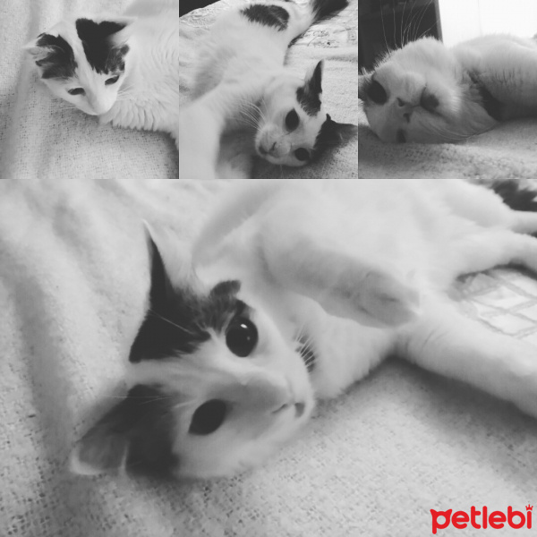 Tekir Kedi, Kedi  Rio fotoğrafı