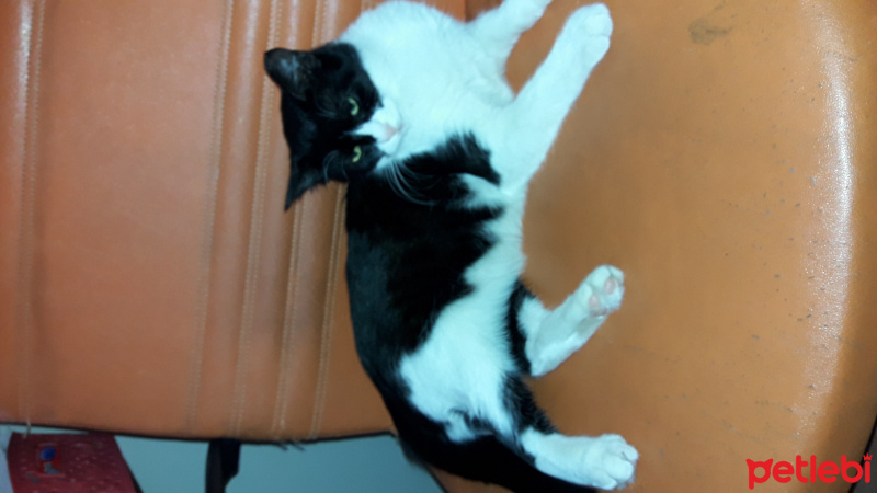 Tuxedo (Smokin) Kedi, Kedi  Leydi fotoğrafı