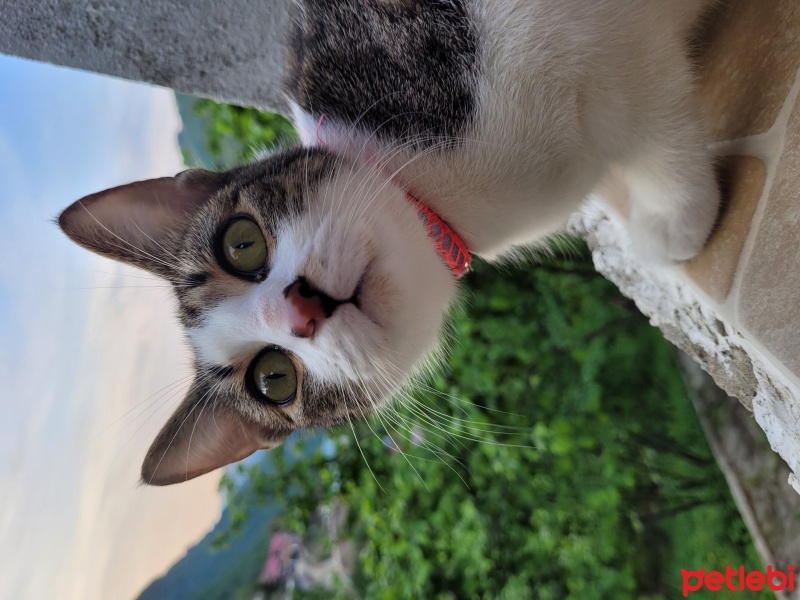 Tekir Kedi, Kedi  Boncuk fotoğrafı